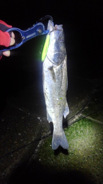 今はシーバスと潮干狩りが熱い！！