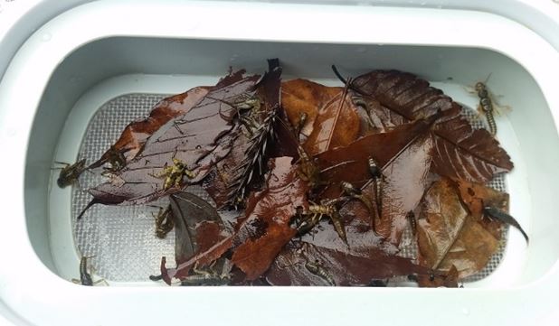 アマゴ釣りで櫛田川上流へ行ってきました♪