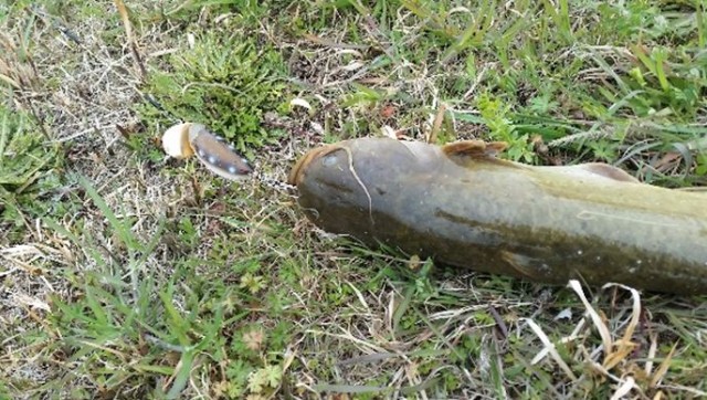 今年 もナマズのデイゲームが楽しめそうです♪