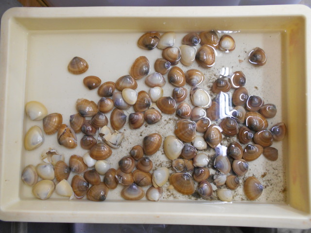 早くも潮干狩りシーズン到来？！