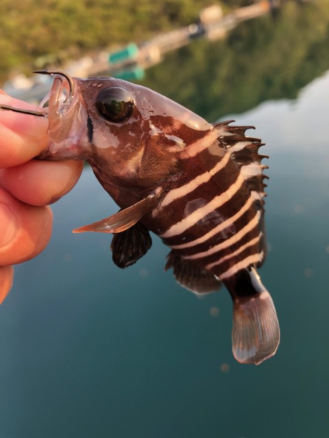 南伊勢に筏釣りに行ってきました！！