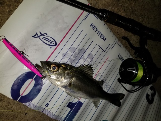 名港シーバス絶好調！！