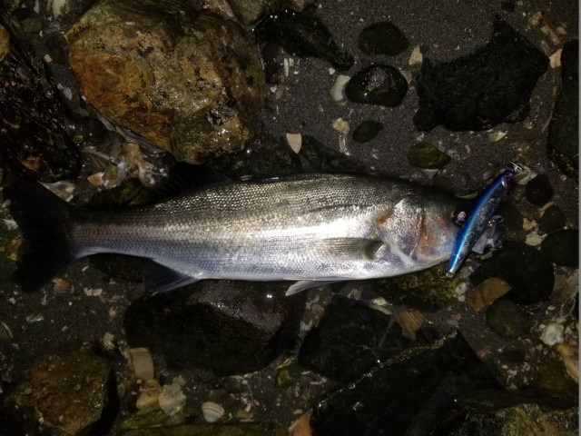 浜名湖ウェーディングシーバス！！！