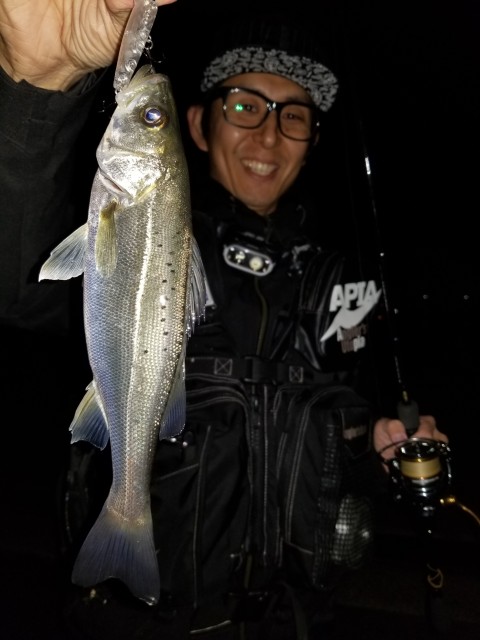 名港シーバス爆釣！！セイゴ祭！！