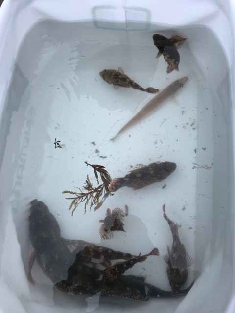 日間賀島にてポン級アイナメ！