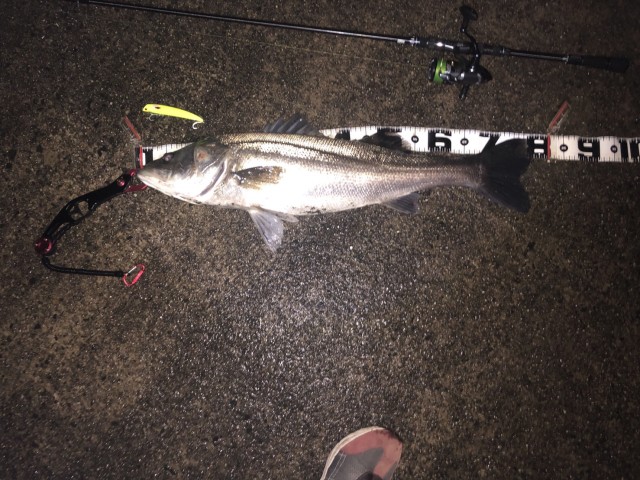 ダイワ＆ニューエラコラボキャップ入荷！釣果情報!!