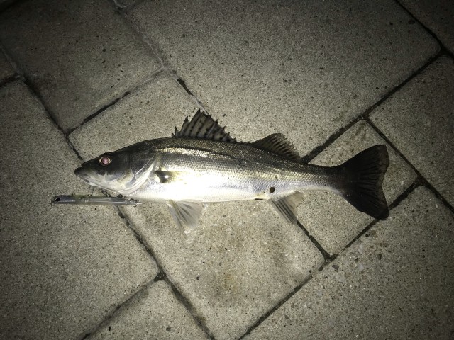 !cid_16a58c1cb07a187ae561