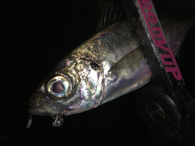 尾鷲方面でアジングしてきました！