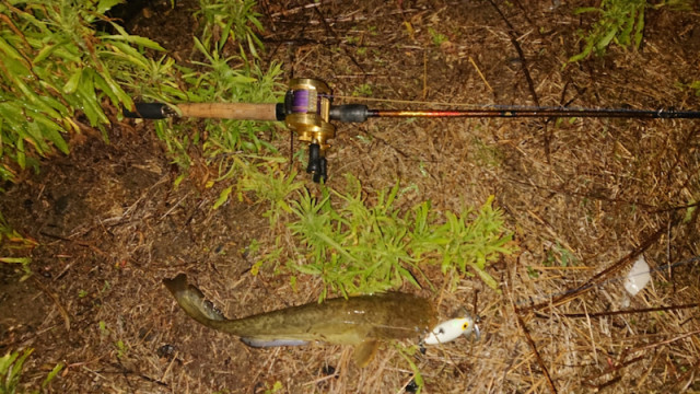 o1080060714418133156