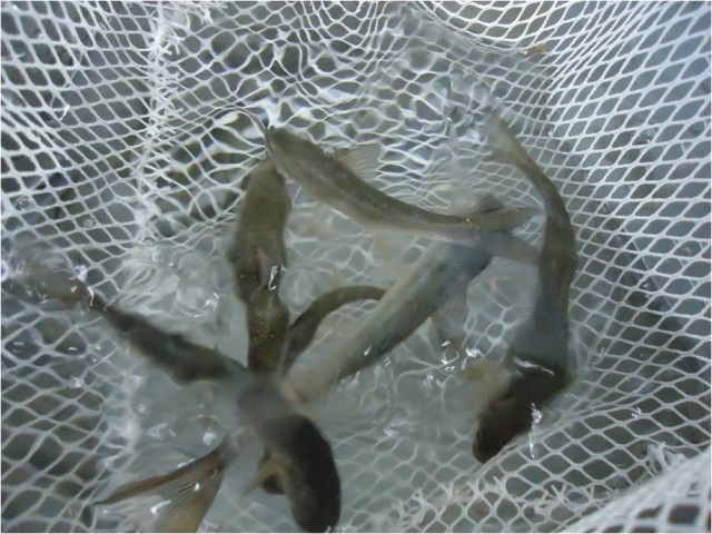 ギンペイちゃん