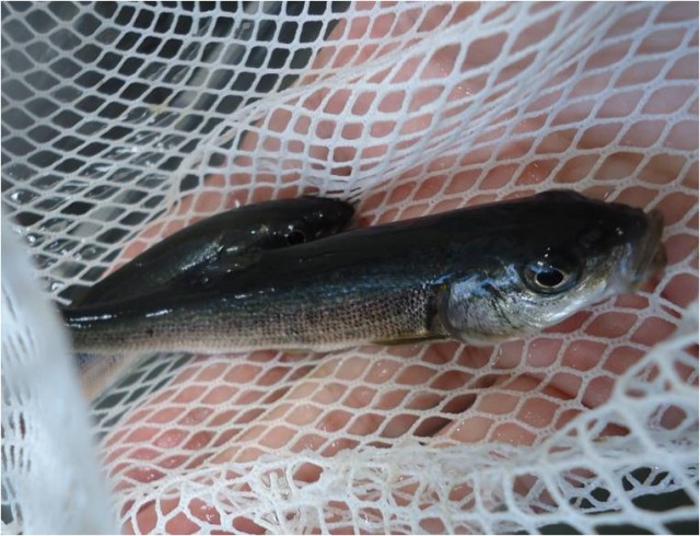 ギンペイちゃん２