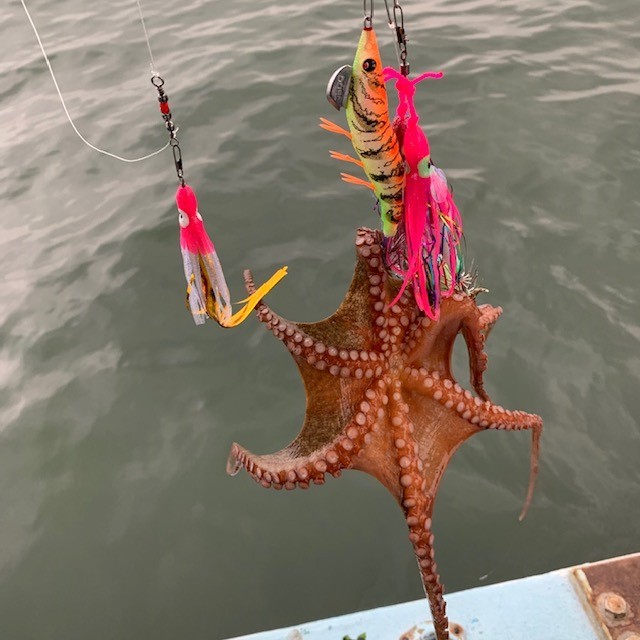 今年は当たり年！？タコ釣り行ってきました！