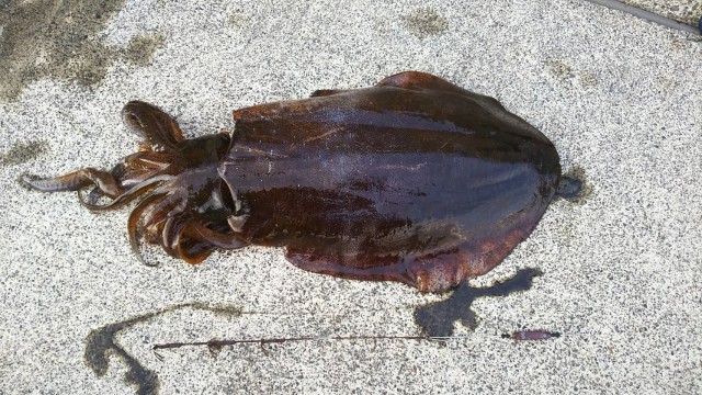 お客様から釣果情報を頂きました！