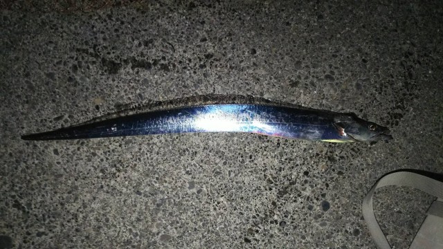 お客様から釣果情報を頂きました！