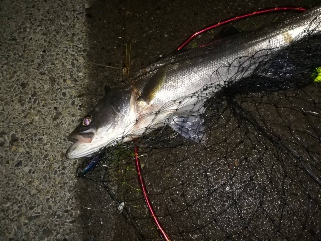 58f0b0c4-bdbb-487a-9a22-b17769362e41