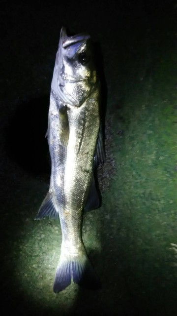 8b1e6e5b-f845-44bc-bfde-84a03a3241e2