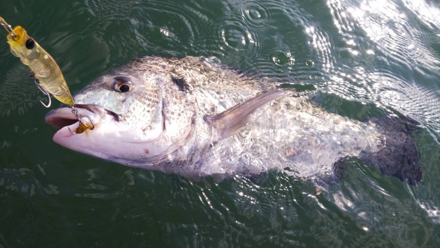 9c0ee9f3-6f9e-495a-87d3-492ebab82c3f