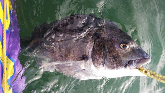 開幕しました。