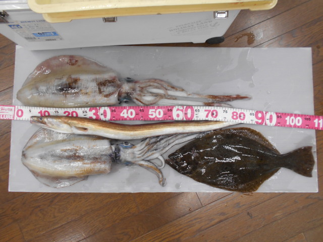 またデタッ！！大型アオリイカ！！