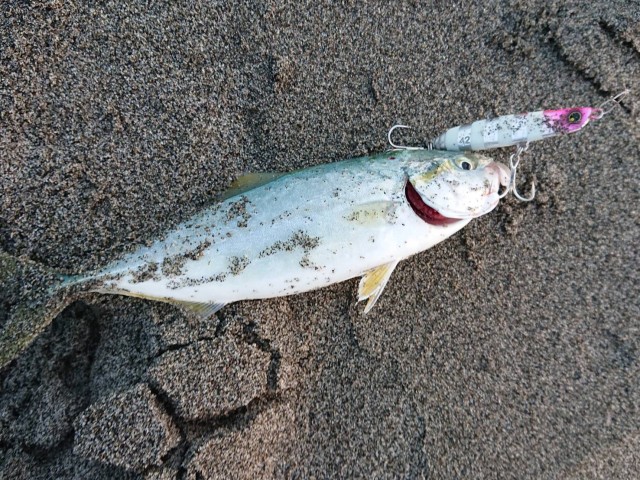 表も裏？も爆釣！？