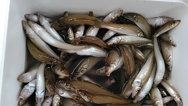 船キス爆釣198匹！