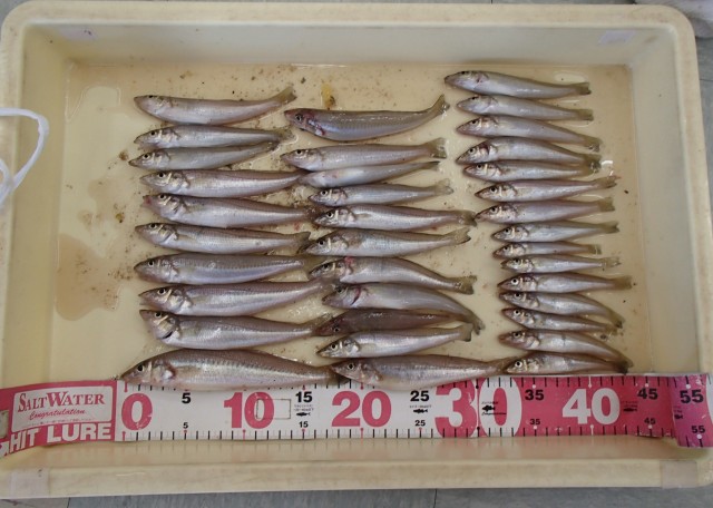 投げのキス好調です！