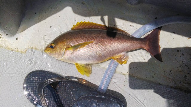 国崎沖のイサキ釣り！！