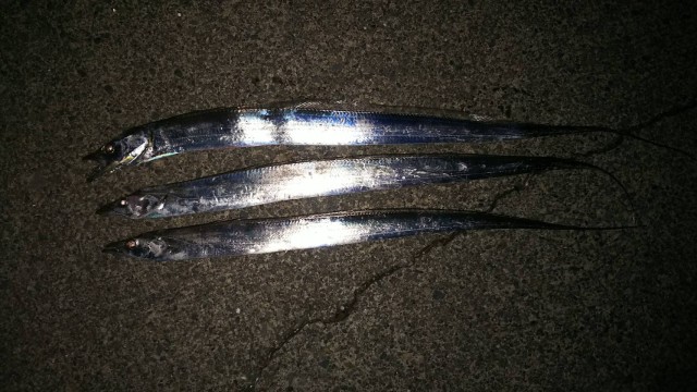 タチウオ釣れてます！