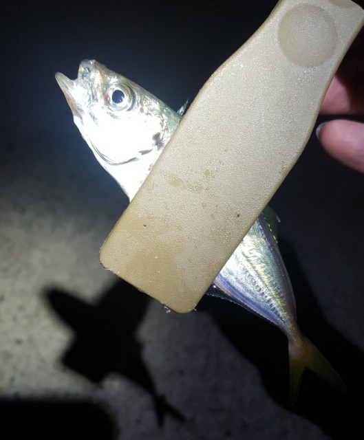 アジングが好調です！