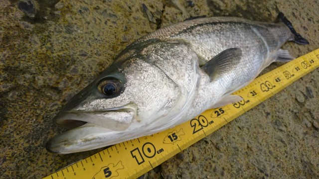 58b4890e-ee2b-4e01-ae86-c2e63fa639a0