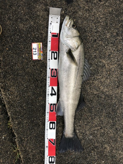 8fa81e4c-d4bf-4284-b305-8bcc0cbeb96b