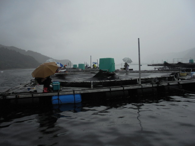 山本太郎名人、筏かかり釣り教室の報告！