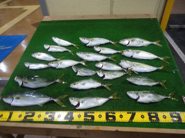 ショゴアブコ釣れてます！！