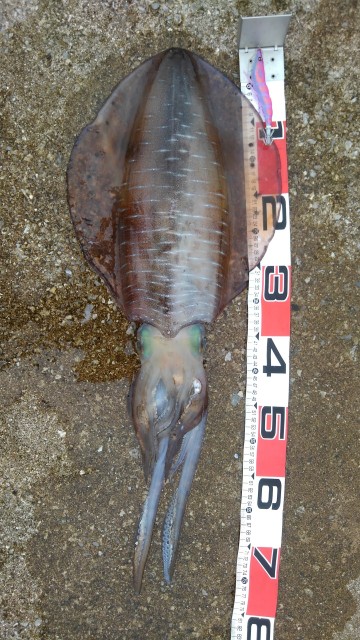 また出た！！！