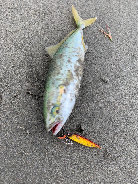 ライトサーフ今回も爆釣！！