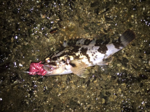 近場で根魚釣行！！