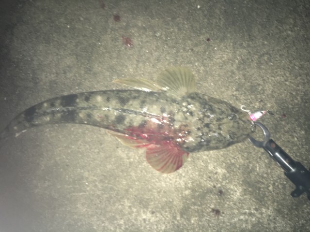 浜名湖でもマゴチ