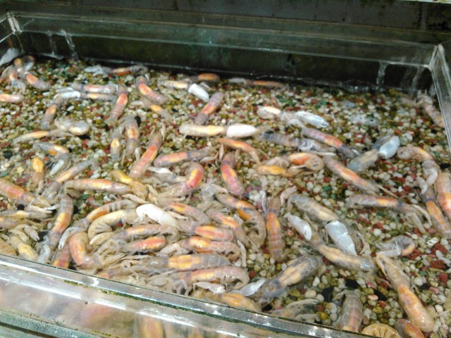 活きエサ入荷情報！