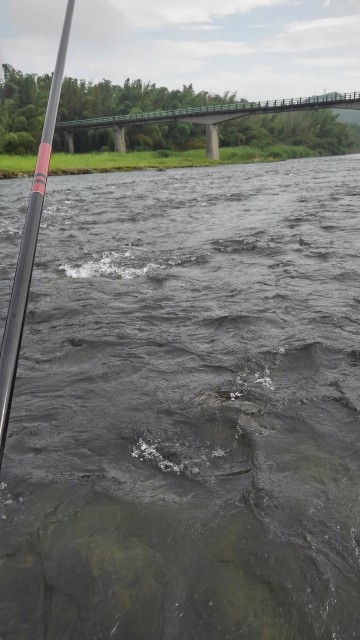 今年も期待！！雲出川鮎！！成長中！！