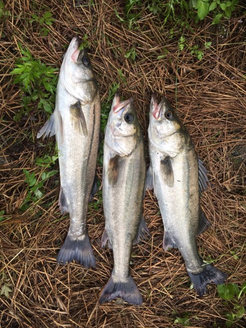 e32252a1-b4bc-4434-9fe6-41a2b75ecbd1