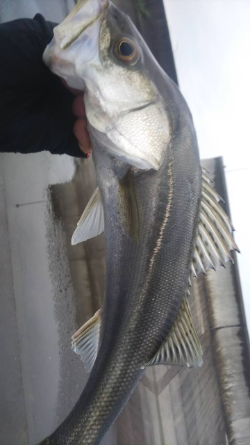 e3a1d928-a495-4fdf-84e8-9f28a475aac3