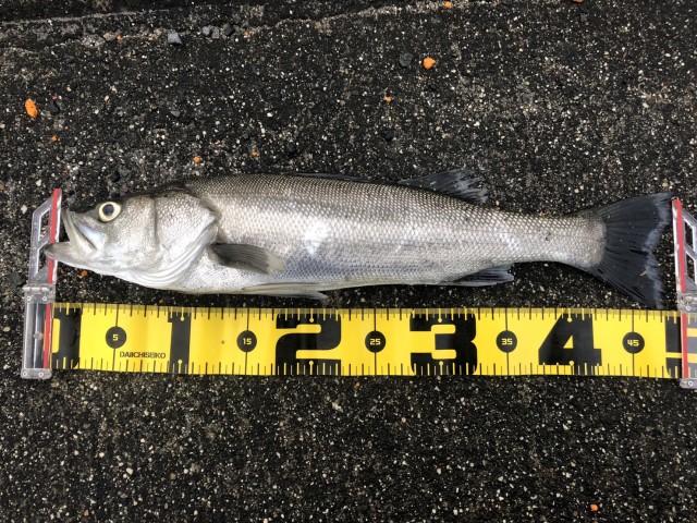 ecd8ae1f-d2d6-4af9-915a-16d35bde4ad5