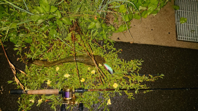 o1080060714487373848