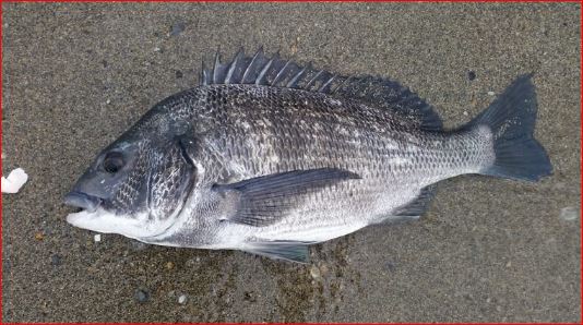 【チヌポッパー】シャローエリアでチヌの爽快なアタックを満喫♪