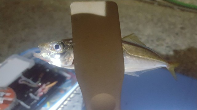 アジは・・・釣れてます！