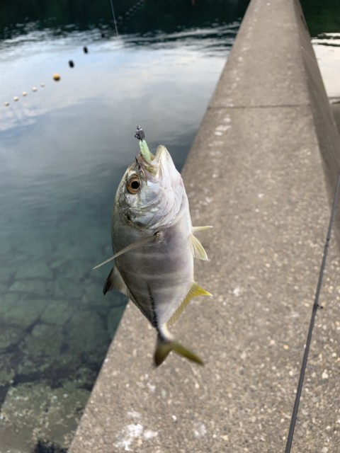 今年は良い感じ！?