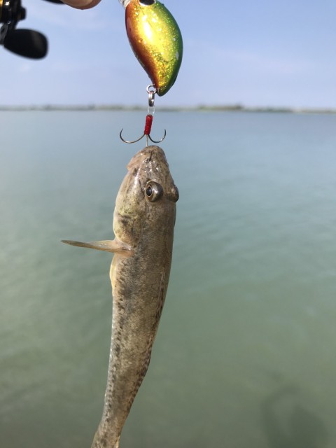 ゾクゾクと釣果情報入ってきてます！