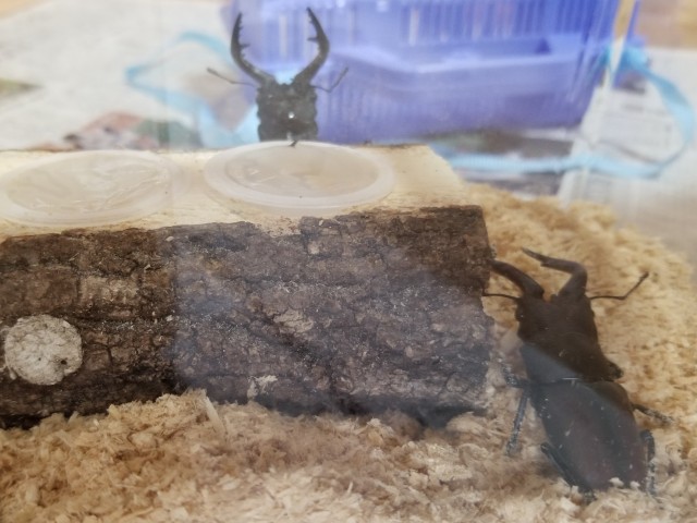 鮎用品最終値下げ！！！！