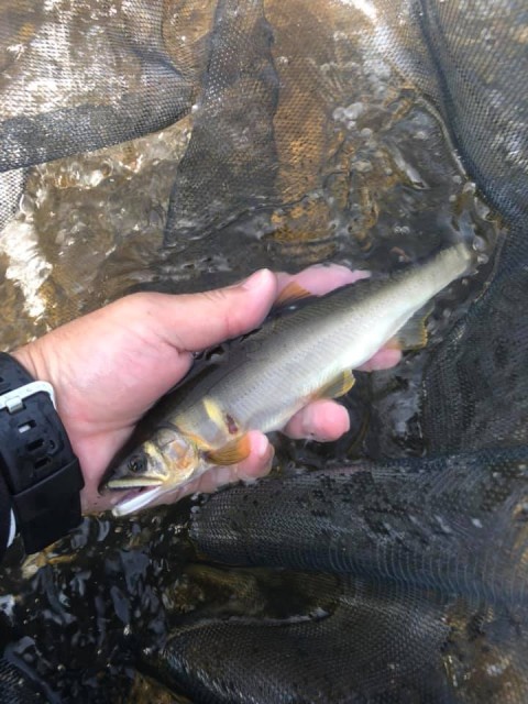 68603122_2374236415997355_1773740103617740800_n