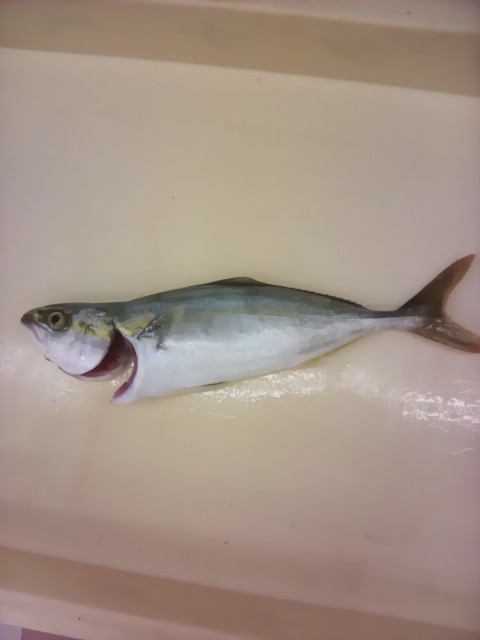 良い青物お持ちいただきました！！